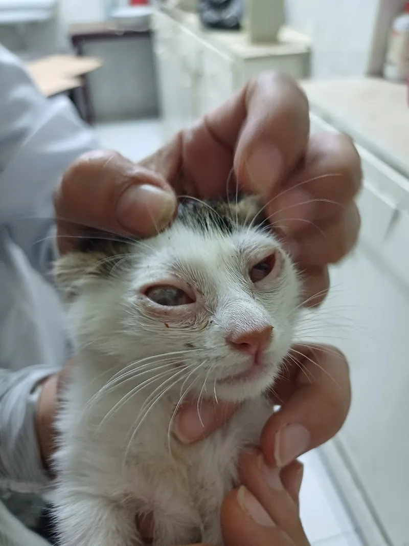 Vet Me Clinic العيادة البيطرية