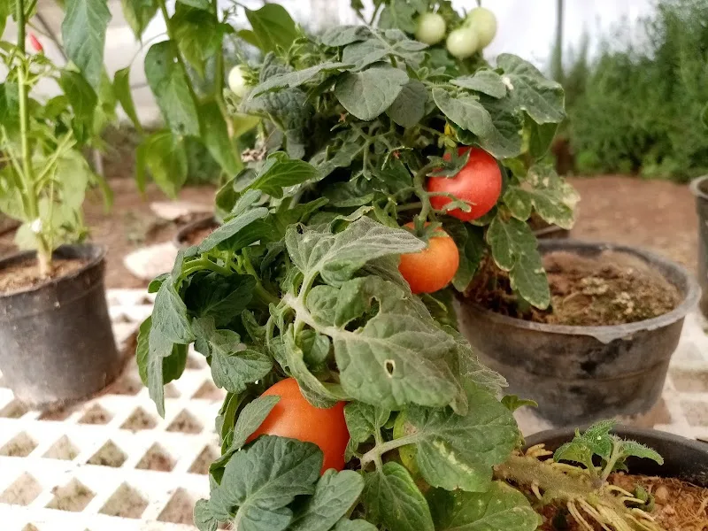 Nursery belonging to the Ministry of Agriculture, Kom Green, Urban, Giza - Photo 1
