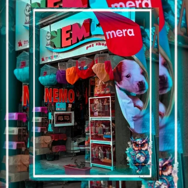 Pet shop nemoنيمو لاسماك وطيور الزينه والحيوانات الأليفة