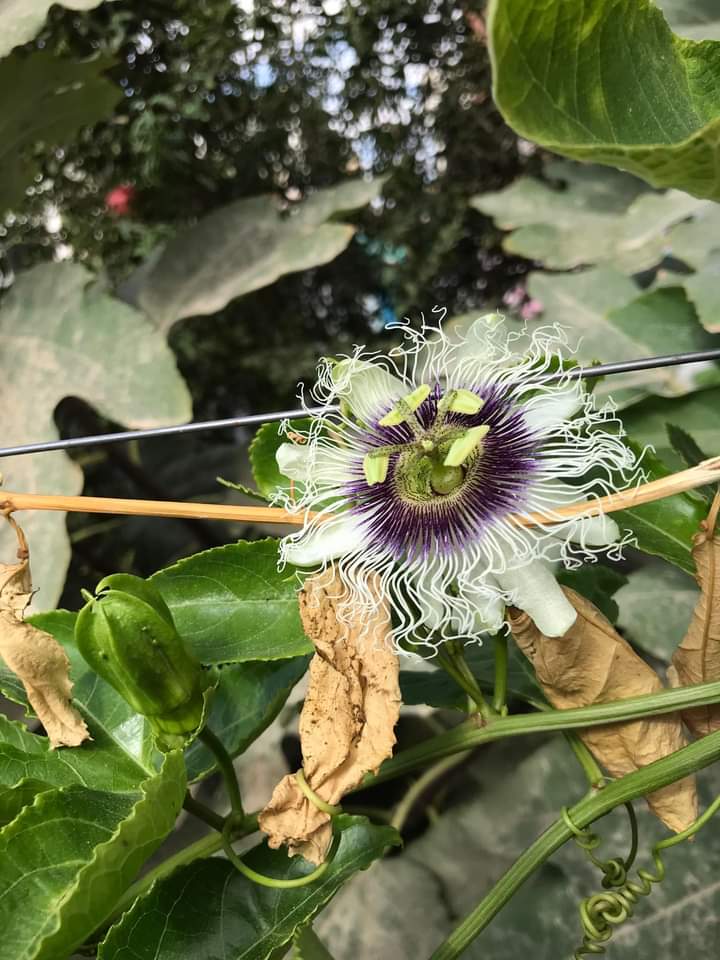 مشتل الروجينا - Photo 2