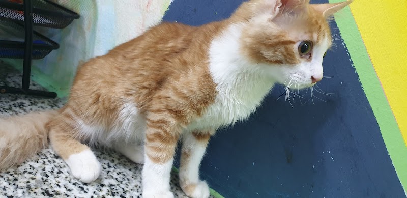 Aleef Animal Clinic - عيادة أليف البيطرية - Photo 1