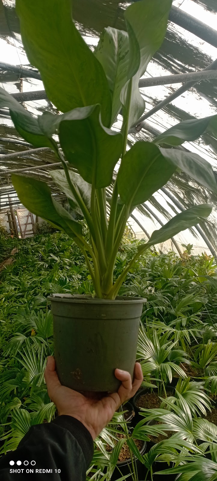 مشتل كلية الزراعه جامعه الاسكندرية - صورة 1