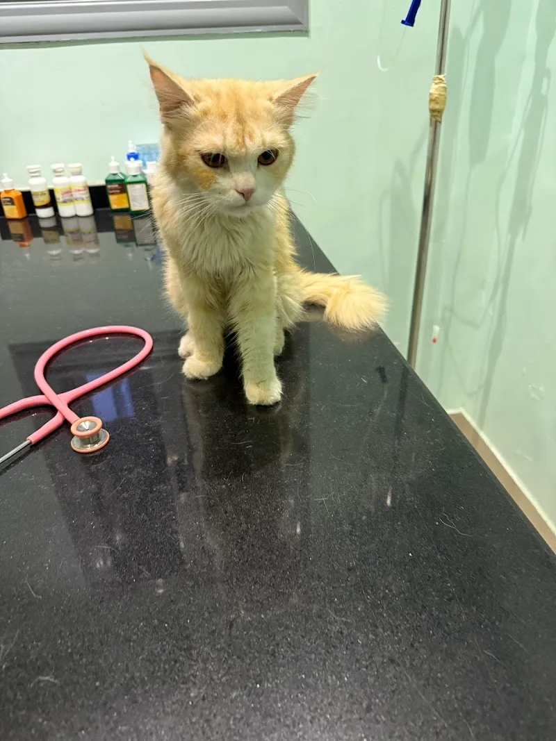 Animal Planet Clinic - Photo 2