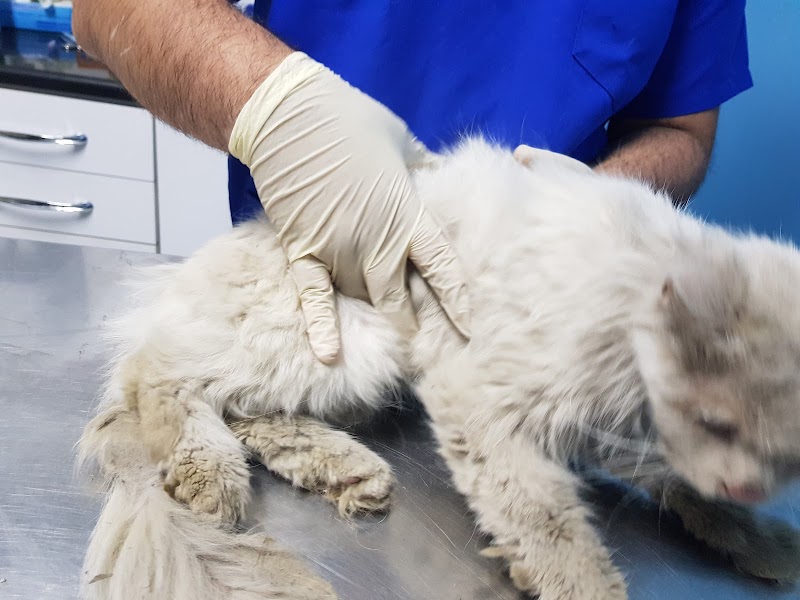 Petsology veterinary clinic العيادة البيطرية