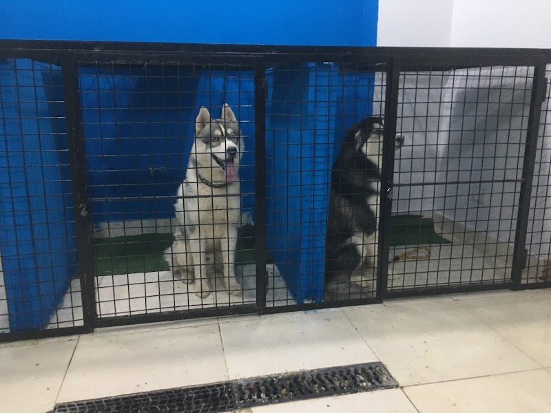 Premium Animal Hospital -New Cairo-First Settlement --مستشفي بيطري التجمع الاول - Photo 2