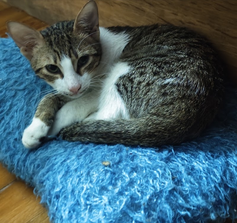 save pets clinic - Photo 3