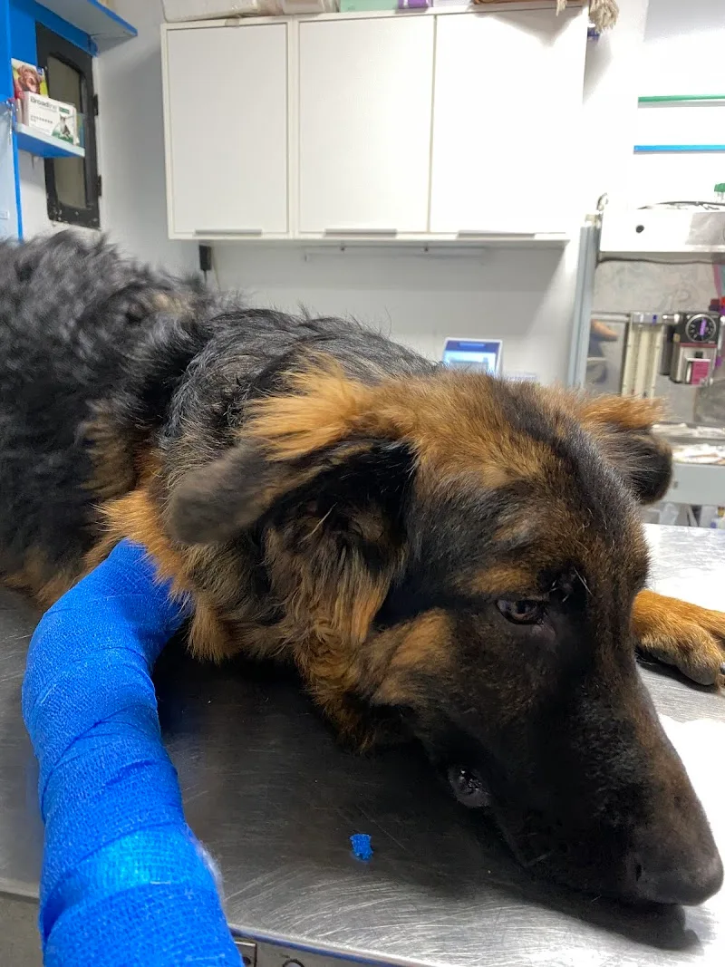 Cats & Dogs Vet Center - Photo 2