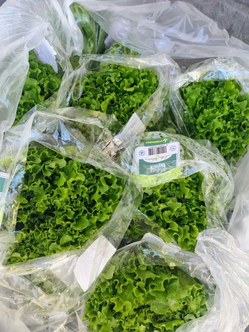 شركة الكنانة زراعة الأنسجة النباتية(ومستلزماتها )-مشاتل فاكهه وزينه - Photo 2