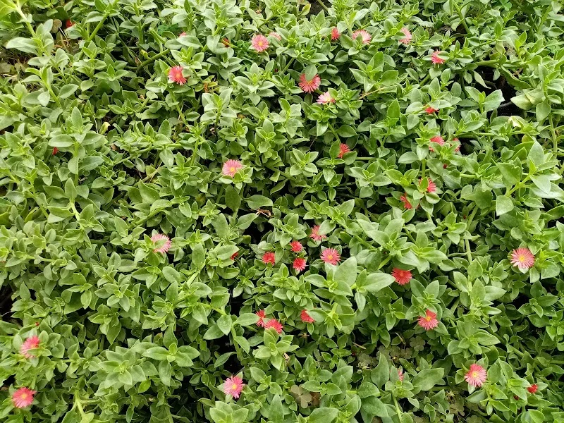 Nursery belonging to the Ministry of Agriculture, Kom Green, Urban, Giza