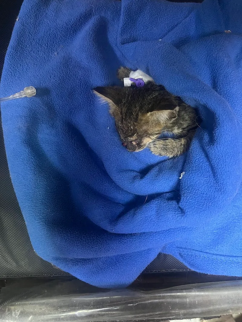 Cairo Pets Clinic عيادة بيطرية المقطم - Photo 1