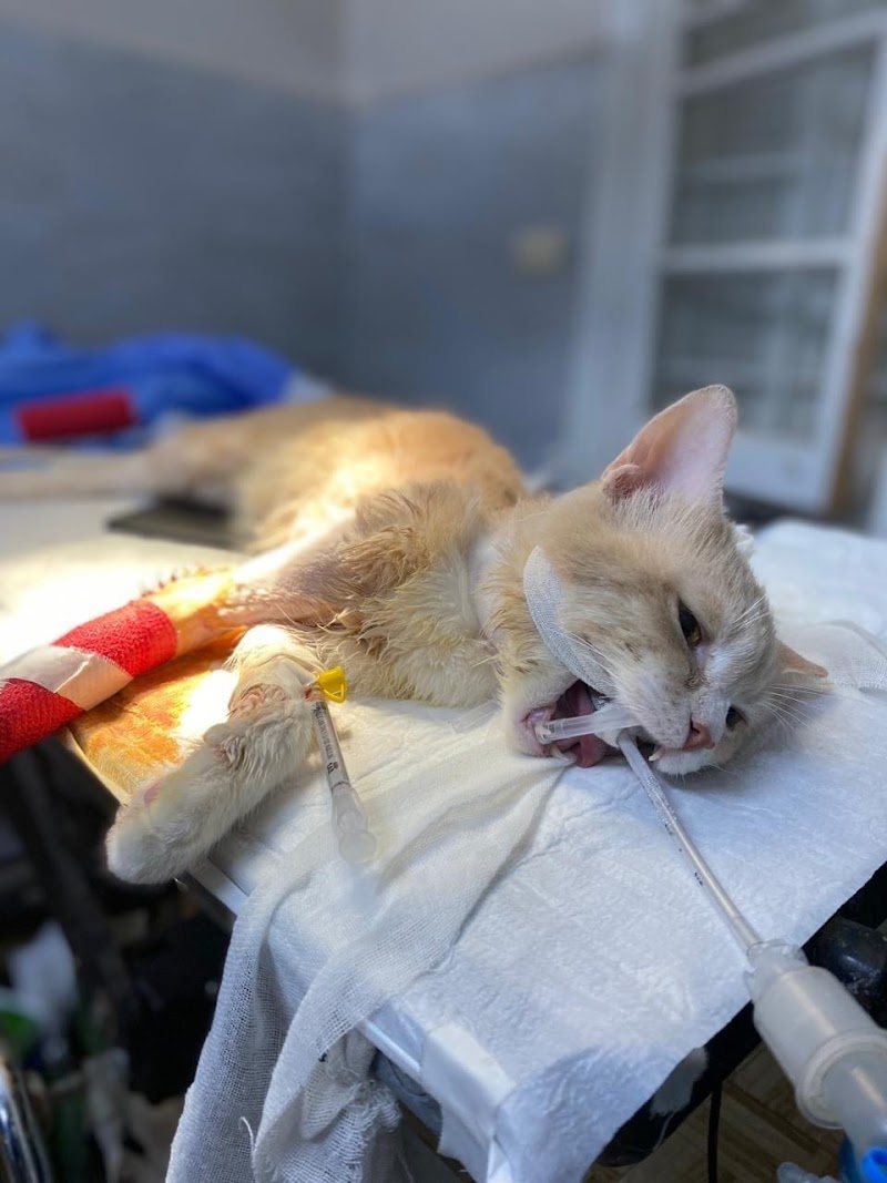 عياده شبرا البيطريه shoubra pet clinic د/احمد عصام - Photo 2