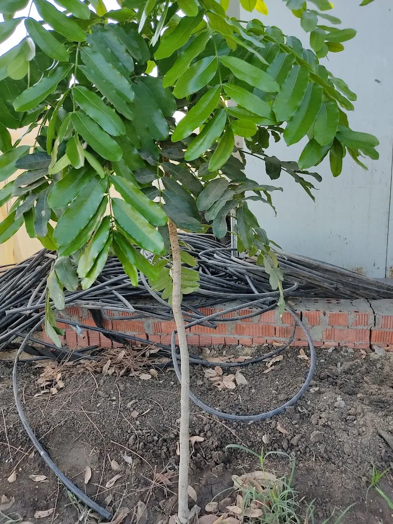 مشتل اشجار الماهوجني الإفريقي - Photo 3