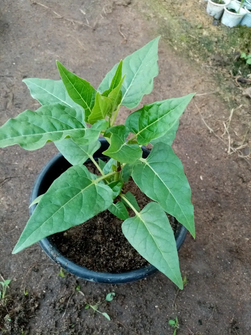 Nursery belonging to the Ministry of Agriculture, Kom Green, Urban, Giza - Photo 2