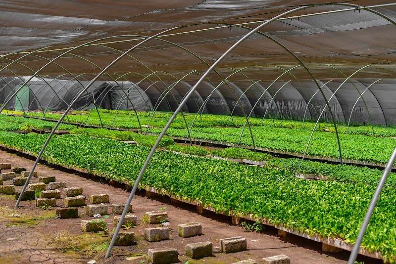 مجموعة مشاتل خضار نور المصطفى