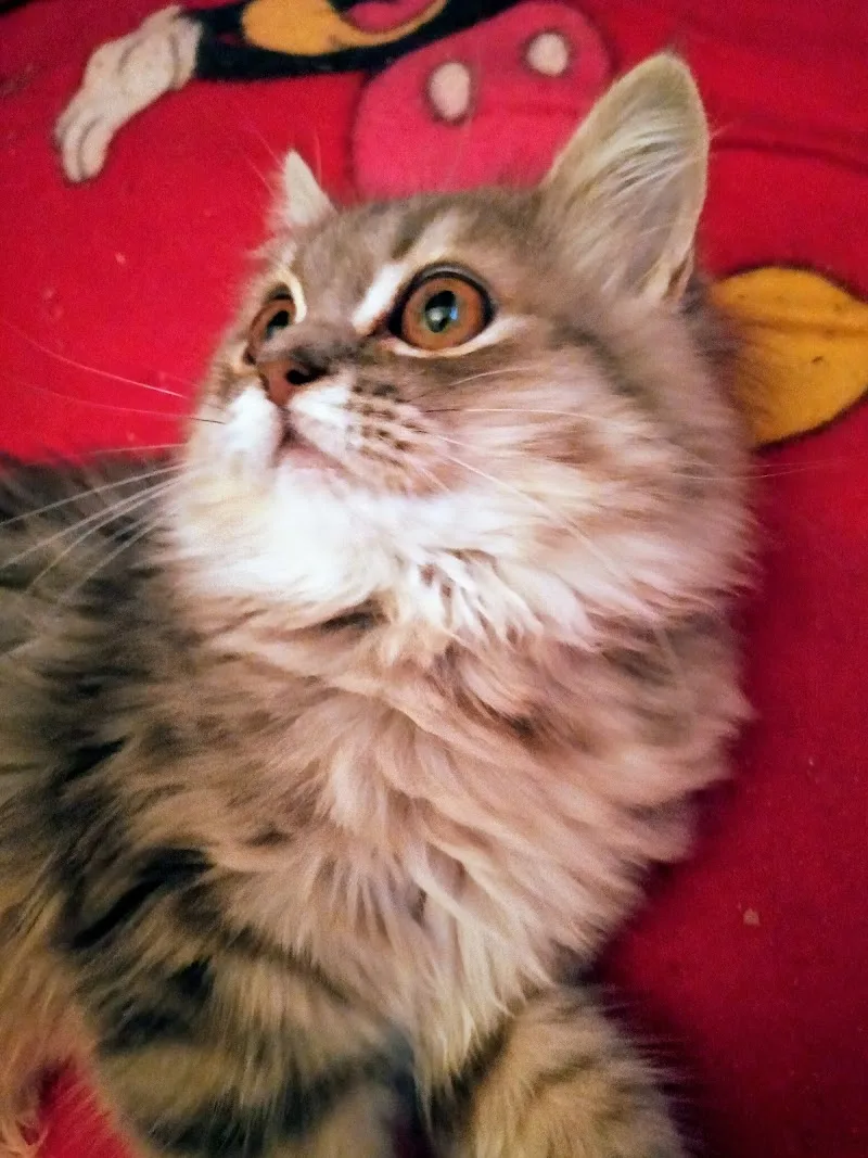 عيادة أمازون البيطرية Amazon pets clinic - Photo 3