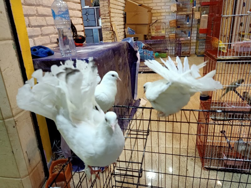 Wolf للحيوانات الاليفه وطيور الزينه والاسماك ومستلزماتهم - صورة 2