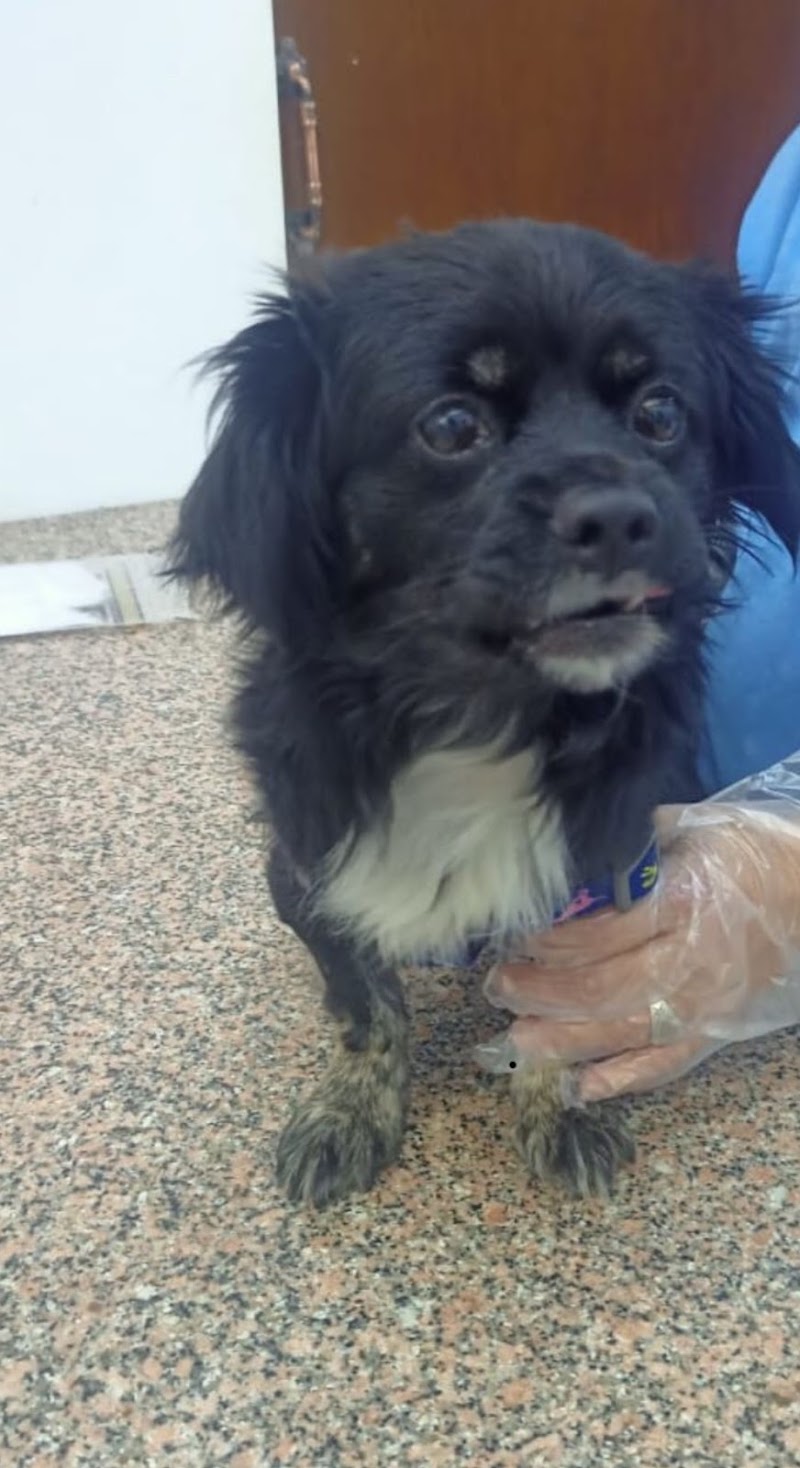 Premium Animal Hospital -New Cairo-First Settlement --مستشفي بيطري التجمع الاول - Photo 3