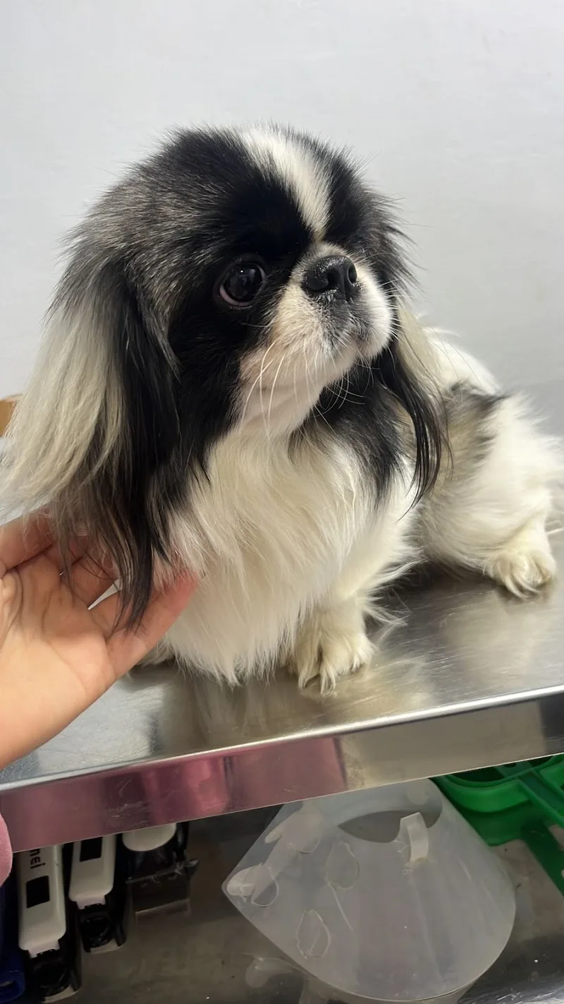 {Dog&Cat} عياده للحيوانات الاليفه وجمع مستلزمات الحيوانات - صورة 3