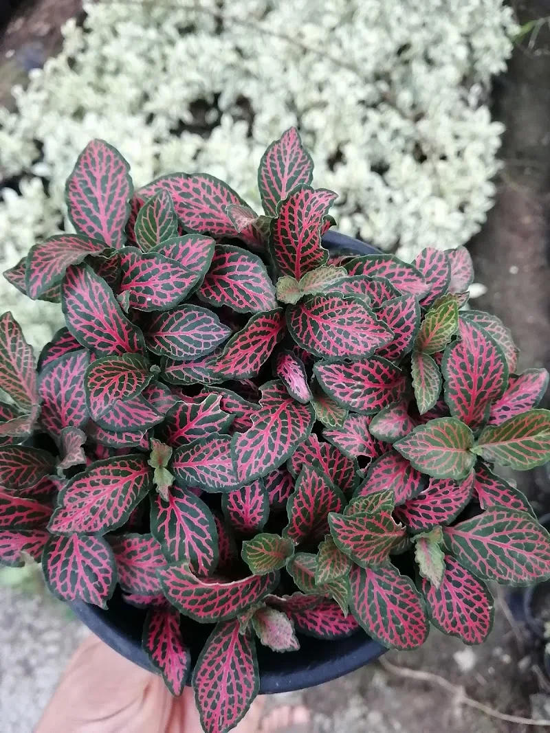 Al Gazera Nursery مشتل الجزيرة - Photo 1