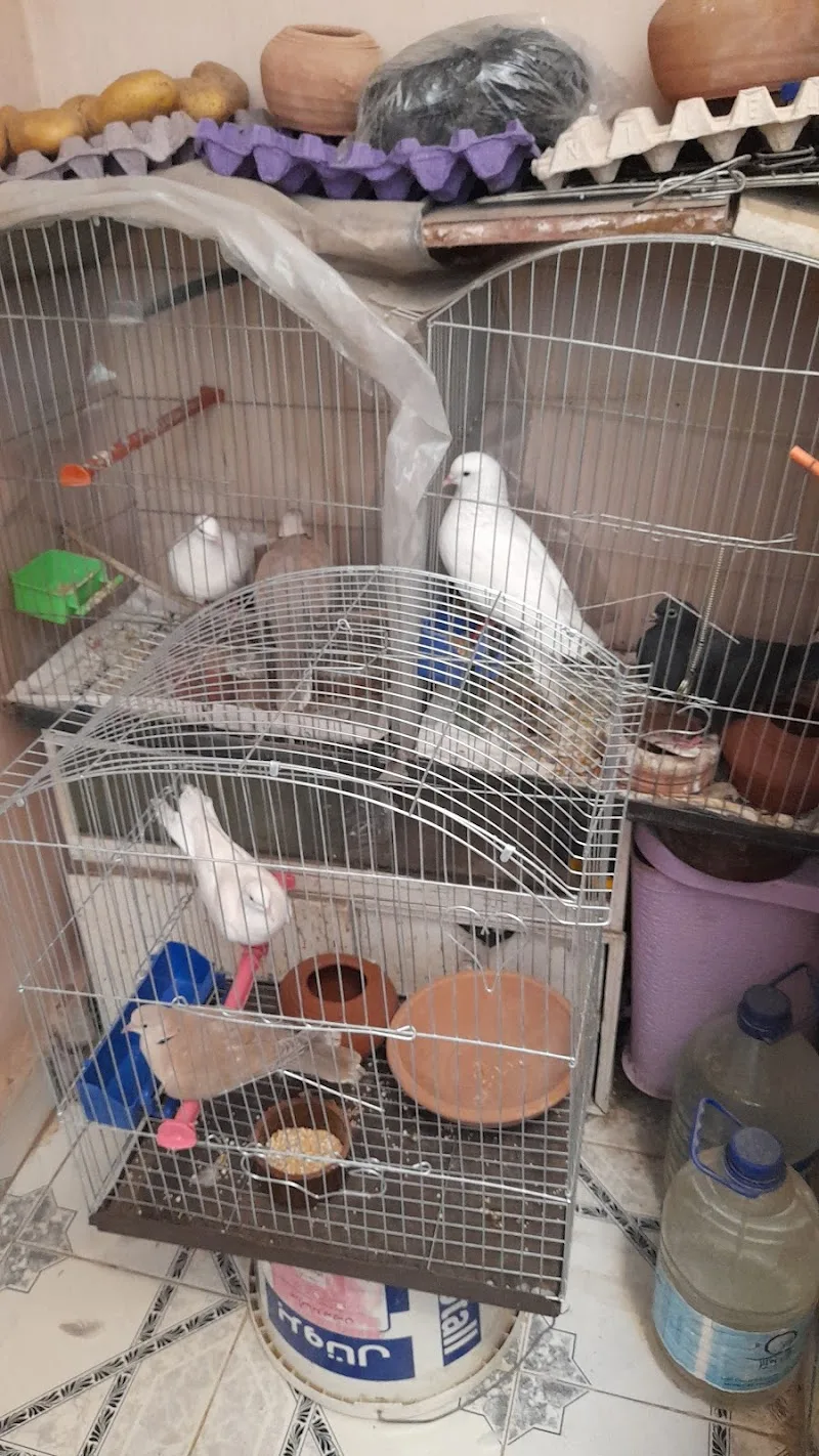 Friday pets market - Photo 3