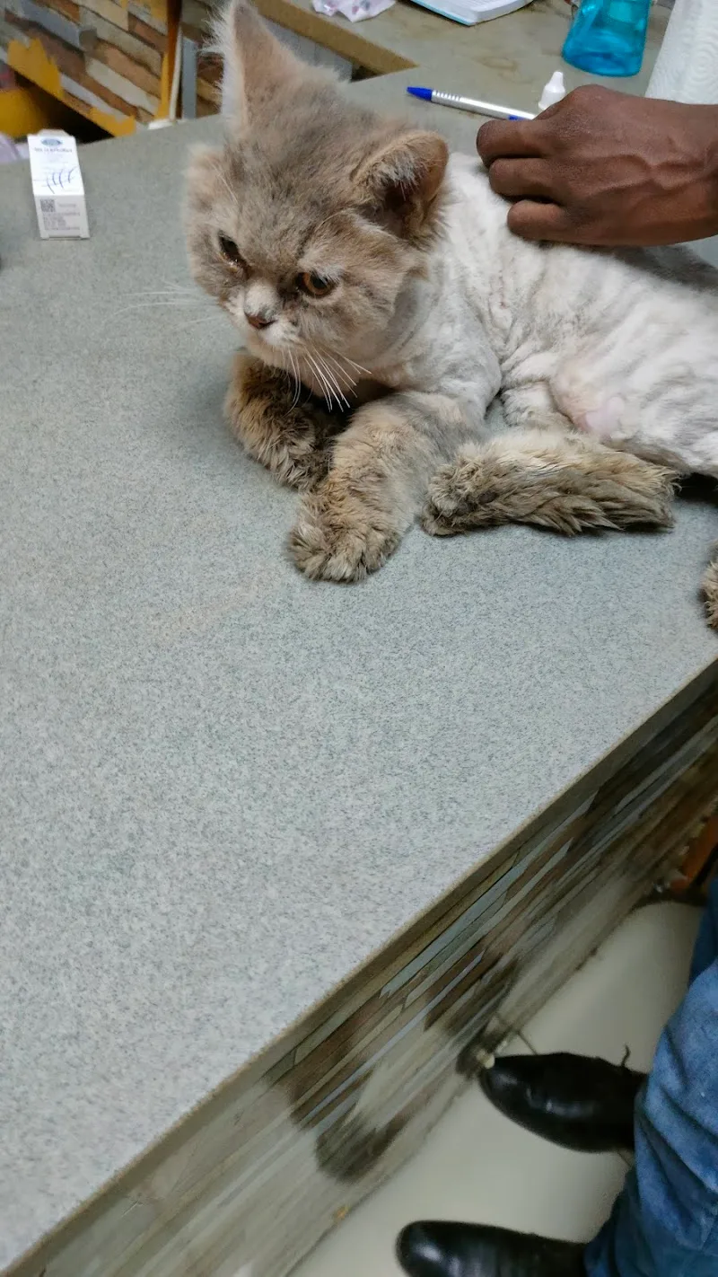 British Animal Hospital - Garden City - صورة 2