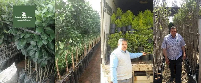 Mashatel ElDawlia Co. مشاتل الشركة الدولية