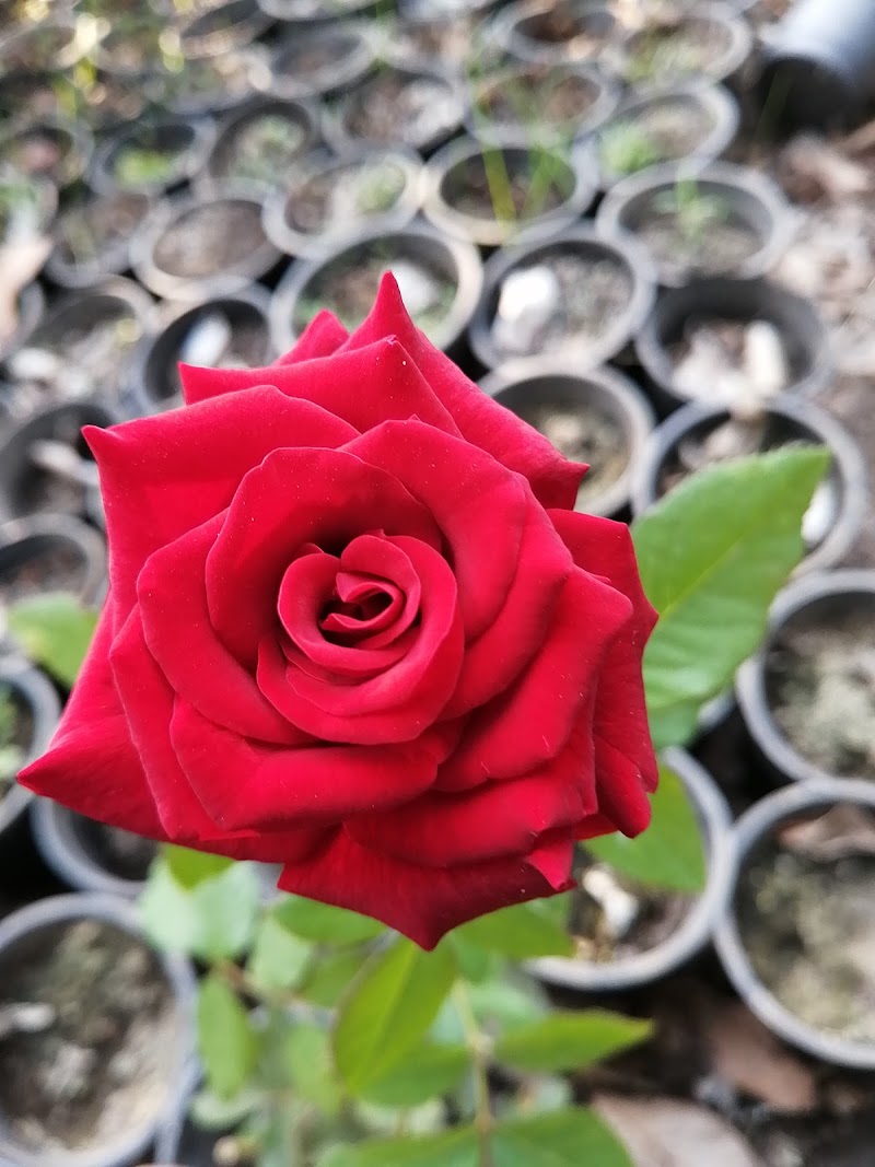 مشتل الجزيرة