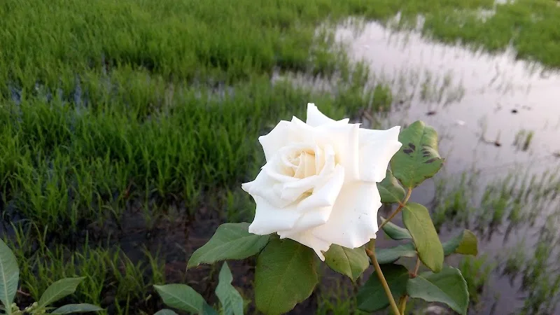 مشتل الزهور مدخل جمصه المنصوره - Photo 3