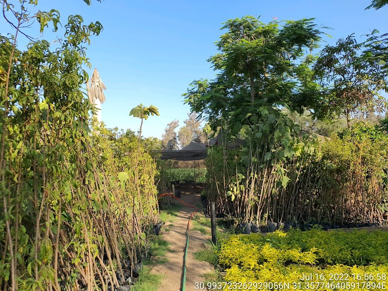 مشتل أبناء شعيشع