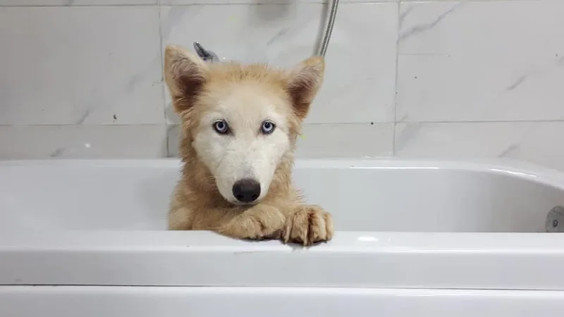 Alfa Veterinary Clinic