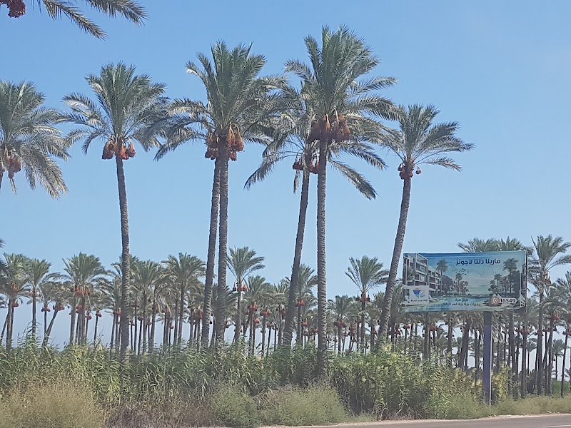 مشتل الزهور مدخل جمصه المنصوره