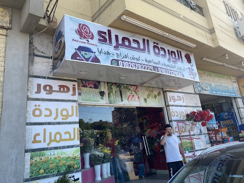 مستشفى طلخا المركزي - صورة 3