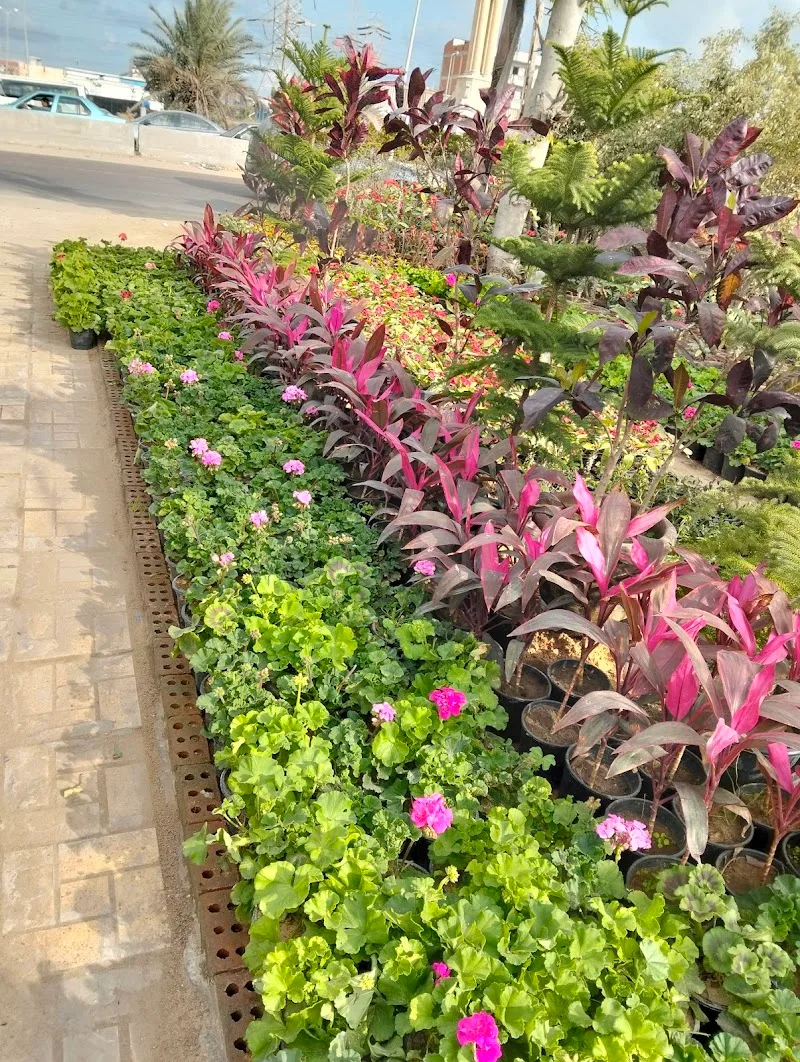 مشتل الاسكندريه