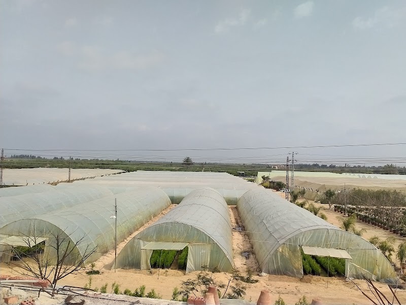 شركة بركات للتنميه الزراعيه