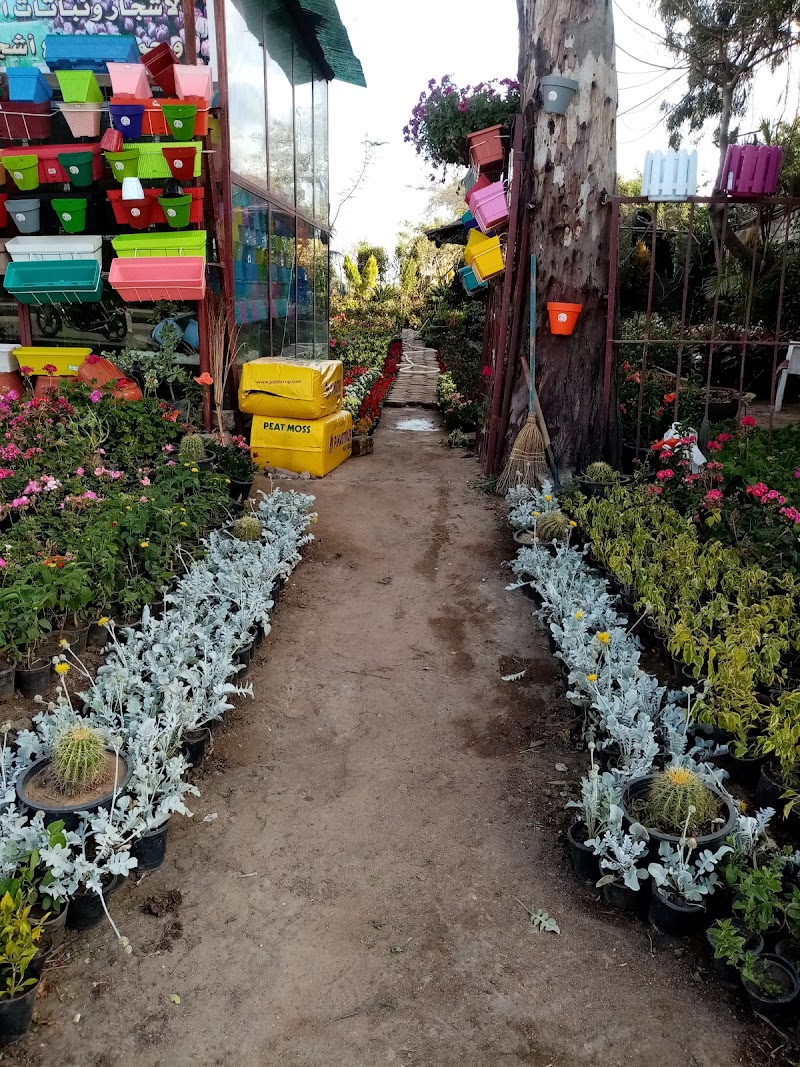 مشتل زهور الربيع الأشجار الزينه والفاكهة - Photo 3