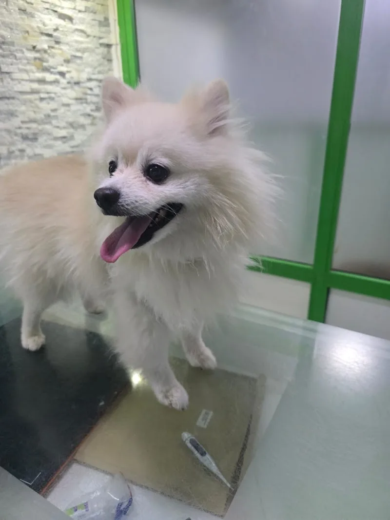 American Vet Center- المركز الأمريكي لطب وجراحه الحيوان - Photo 1