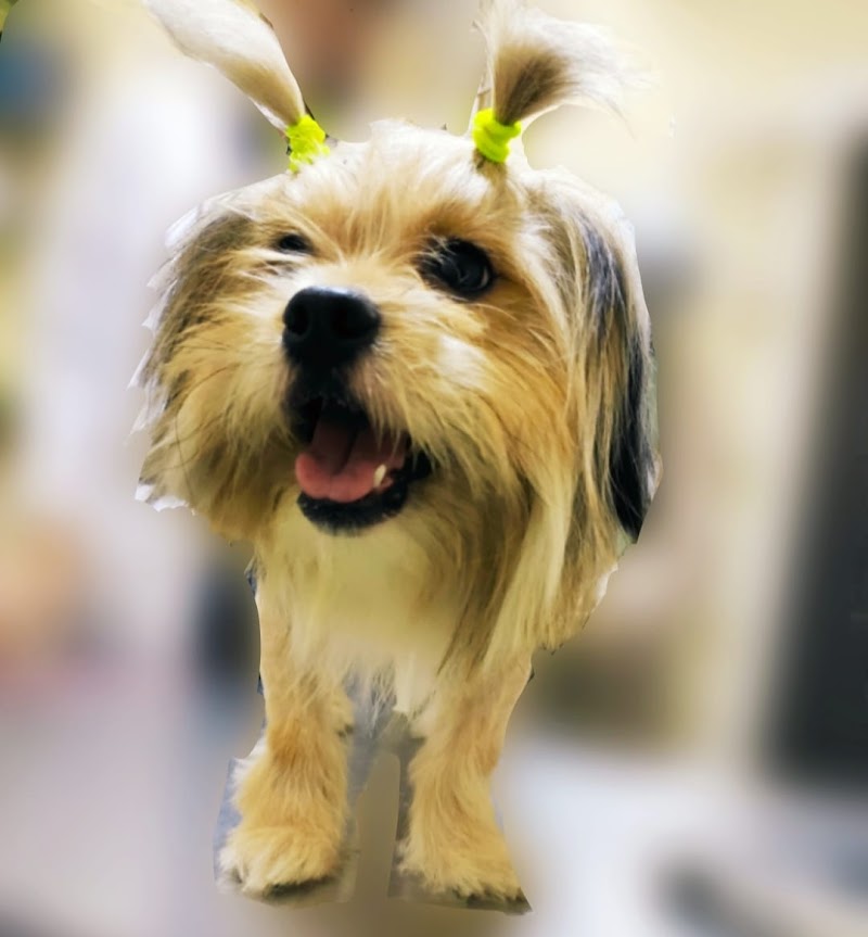 مركز برايم لعلاج الحيوانات الأليفة والطيور - صورة 3