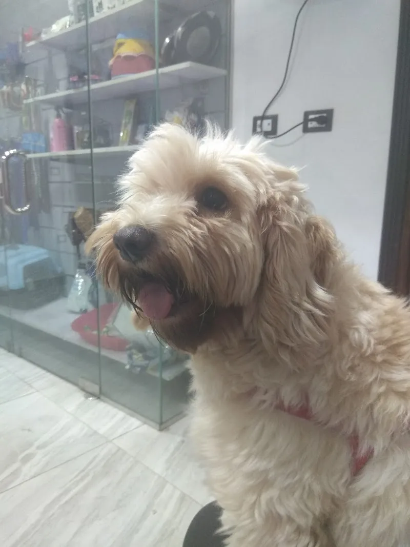 عيادة أمازون البيطرية Amazon pets clinic