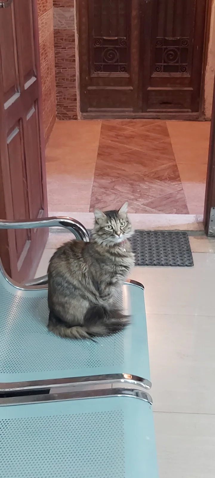 Alex Pet Center/مركز أليكس بيت البيطري - صورة 2