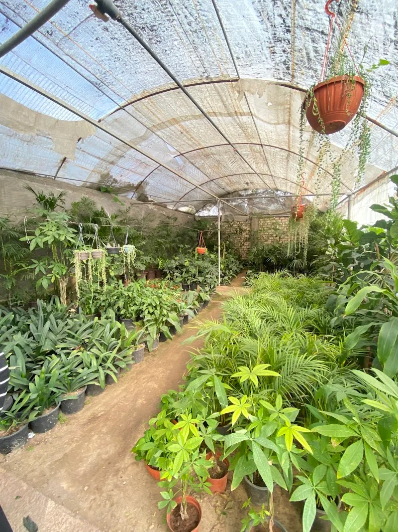 Roots for landscaping and flower design