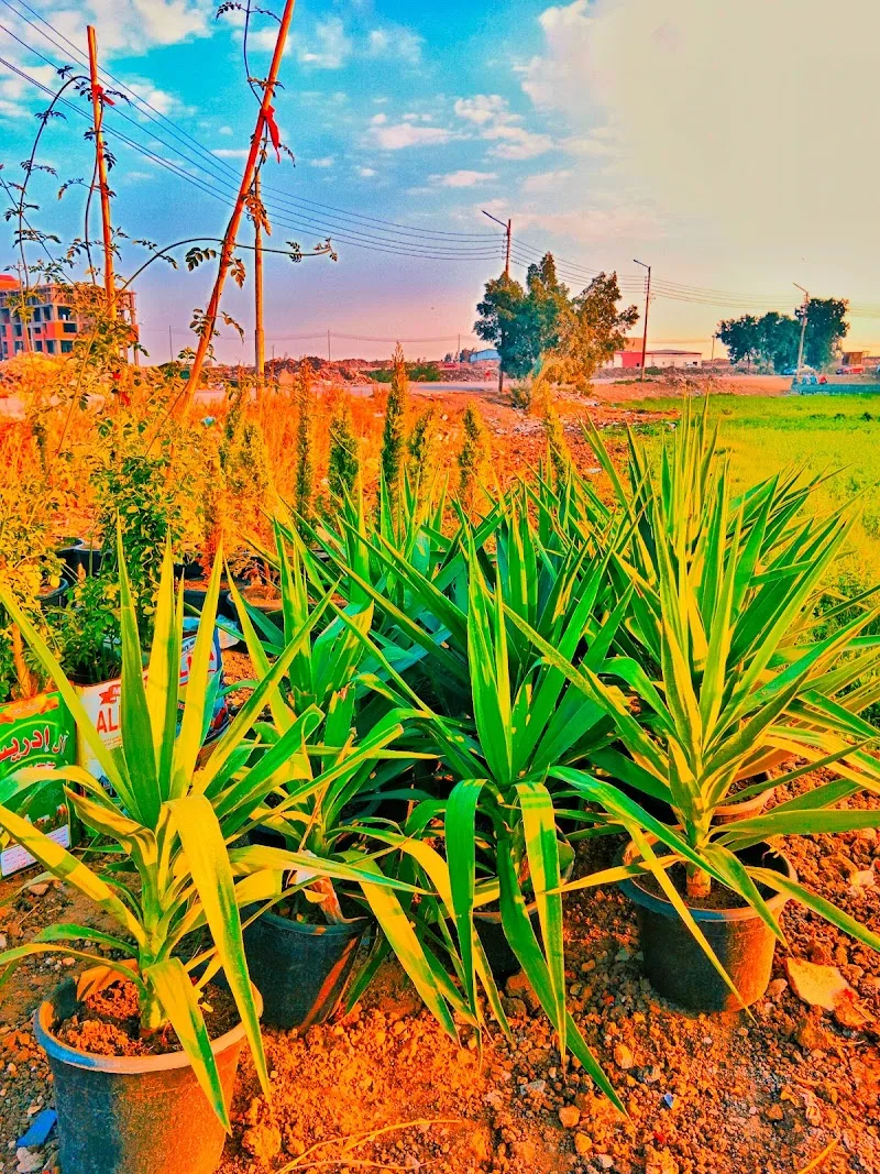 مشتل المنصورة - صورة 3