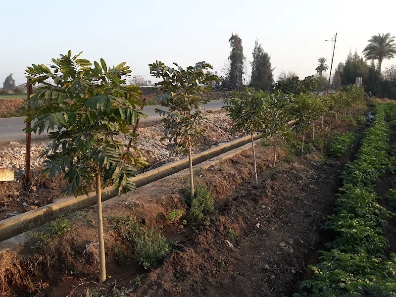 مشتل اشجار الماهوجني الإفريقي - Photo 1