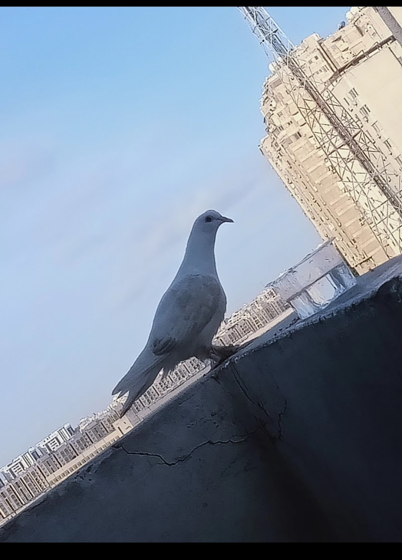 مشتل سيدي جابر - صورة 3