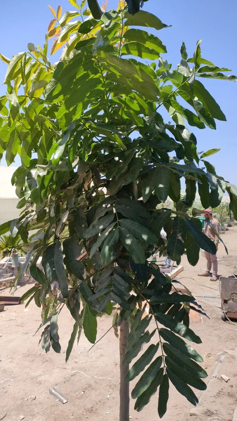 مشتل اشجار الماهوجني الإفريقي - Photo 2