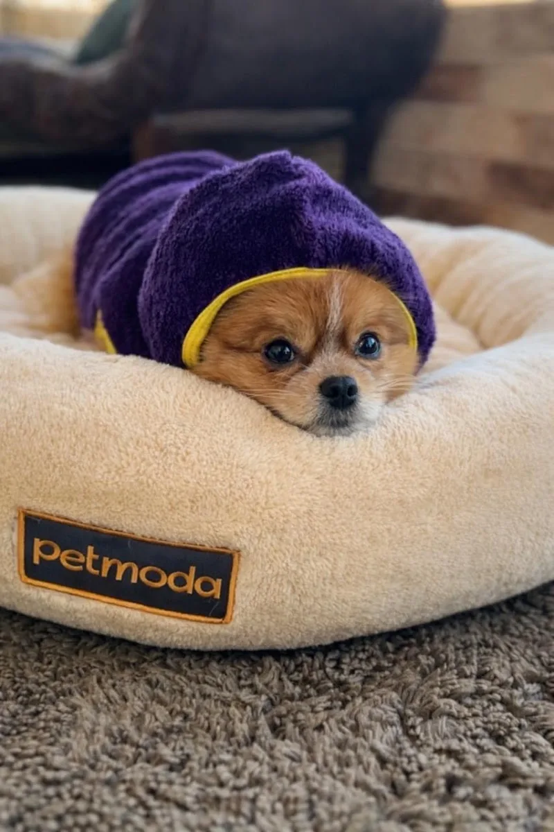 الغابة للحيوانات الأليفة - El Ghaba Pets Market - Photo 2