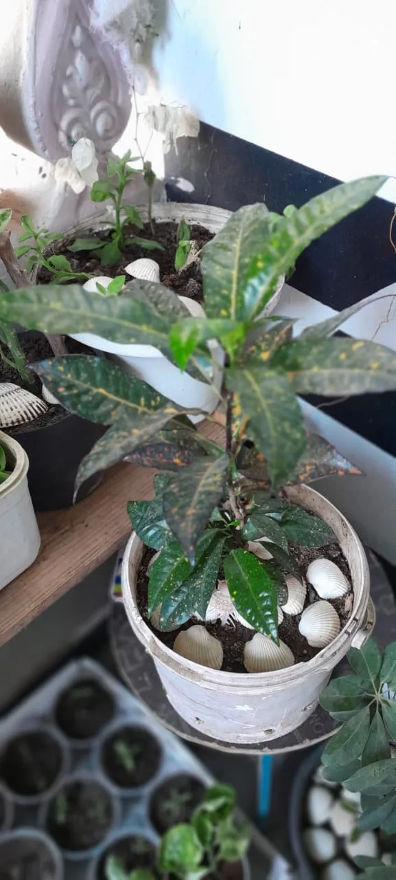 مشتل الروجينا - صورة 3