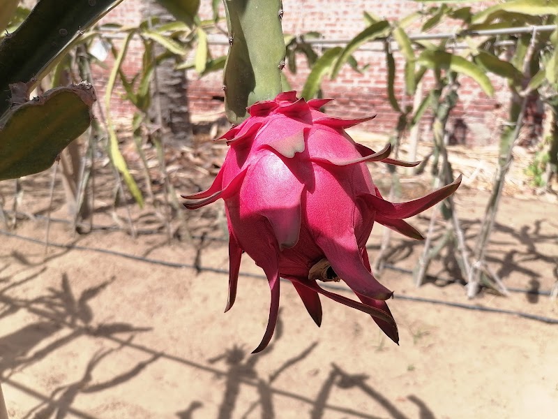 مشاتل إدكو الاستوائية - صورة 3