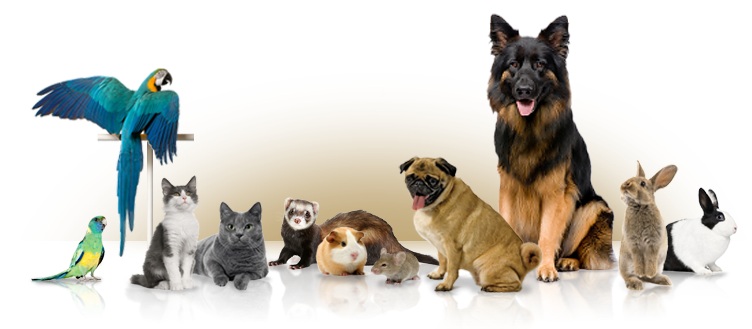 ELBahey Pet Store