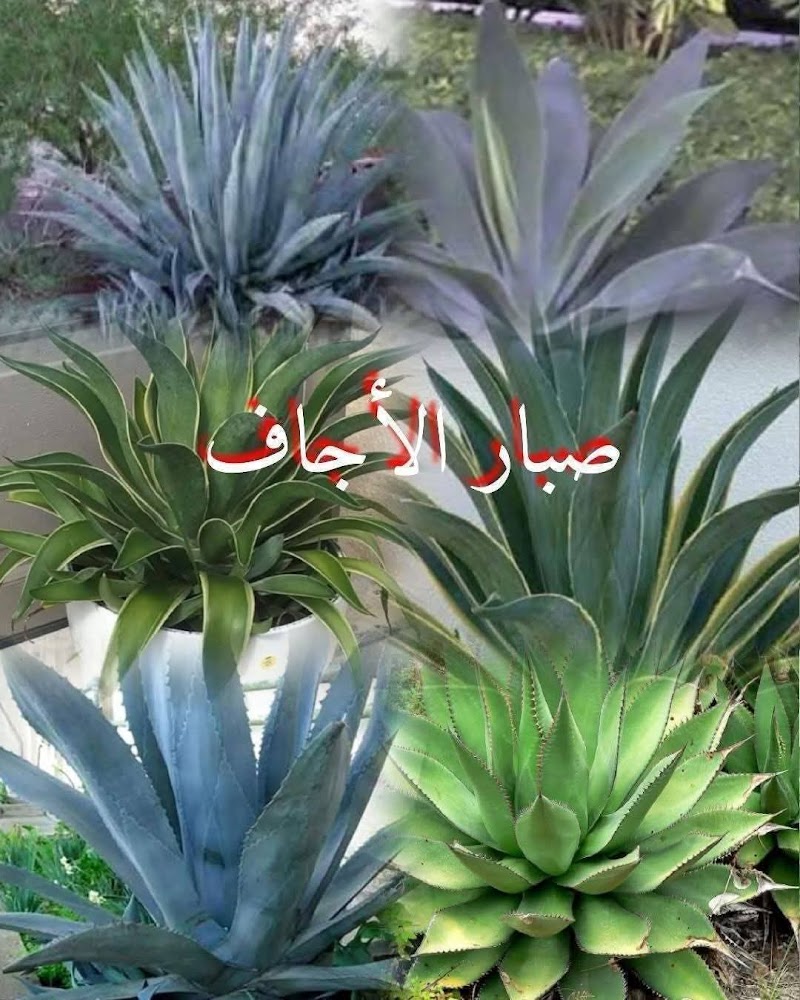 مشتل زرع الهرم - صورة 2