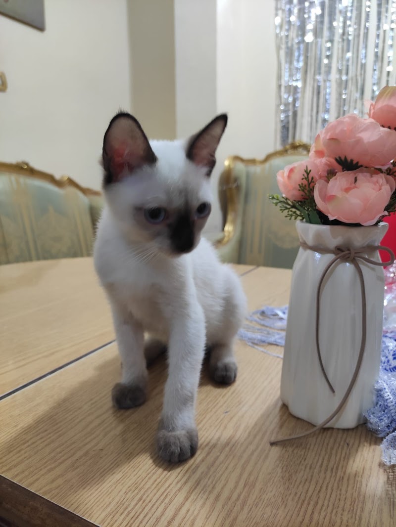 عيادة K9 البيطرية - صورة 2